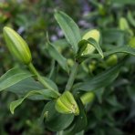 Ľalia východná (Lilium orientalis) ´MARU´ kont. C4L 