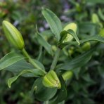 Ľalia východná (Lilium orientalis) ´MARU´, kont. C4L 