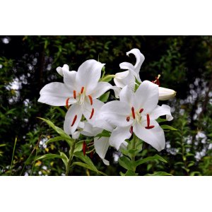 Ľalia východná (Lilium orientalis) ´CASABLANCA´ kont. C4L