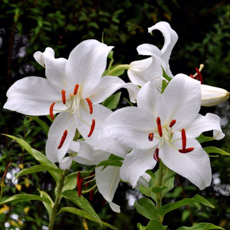 Ľalia východná (Lilium orientalis) ´CASABLANCA´ kont. C4L
