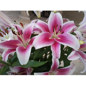 Ľalia východná (Lilium Orientalis) ´MONA LISA´ kont. C4L