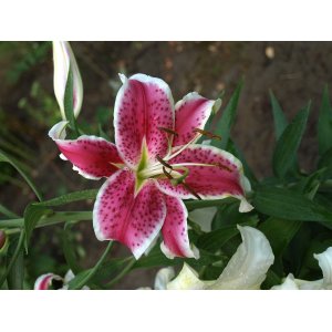 Ľalia východná (Lilium orientalis) ´MARU´ kont. C4L 