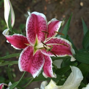 Ľalia východná (Lilium orientalis) ´MARU´, kont. C4L 