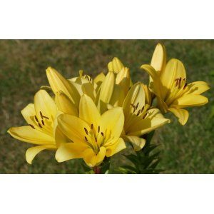 Ľalia ázijská (Lilium asiatic) ´FANTASTIC YELLOW´ kont. C4L