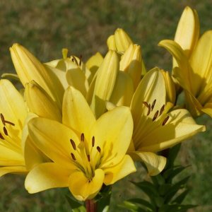 Ľalia ázijská (Lilium asiatic) ´FANTASTIC YELLOW´, kont. C4L