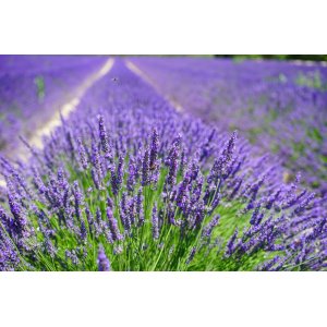 Levanduľa úzkolistá (Lavandula angustifolia) ´HIDCOTE BLUE´ - výška 10-20 cm, ⌀ 20 cm, kont. C5L