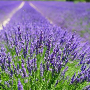 Levanduľa úzkolistá (Lavandula angustifolia) ´HIDCOTE BLUE´ výška 25-30 cm, ⌀ 30 cm, kont. C5L