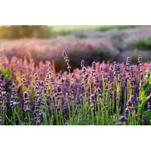 Levanduľa úzkolistá (Lavandula angustifolia) ´HIDCOTE BLUE´ kont. P9