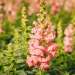 Lupina mnoholistá (Lupinus polyphyllus) ´SALMON STAR´ - kont. C1L