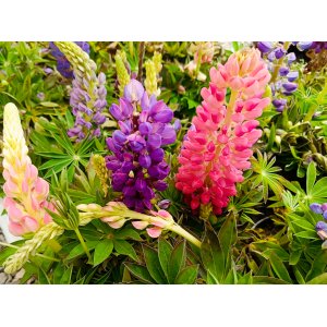 Lupina mnoholistá (Lupinus polyphyllus) 2 v 1 - fialová/ružová, kont. C1L