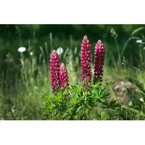 Lupina mnoholistá (Lupinus polyphyllus) ´BISCHOPS TIPPLE´ kont. C1L