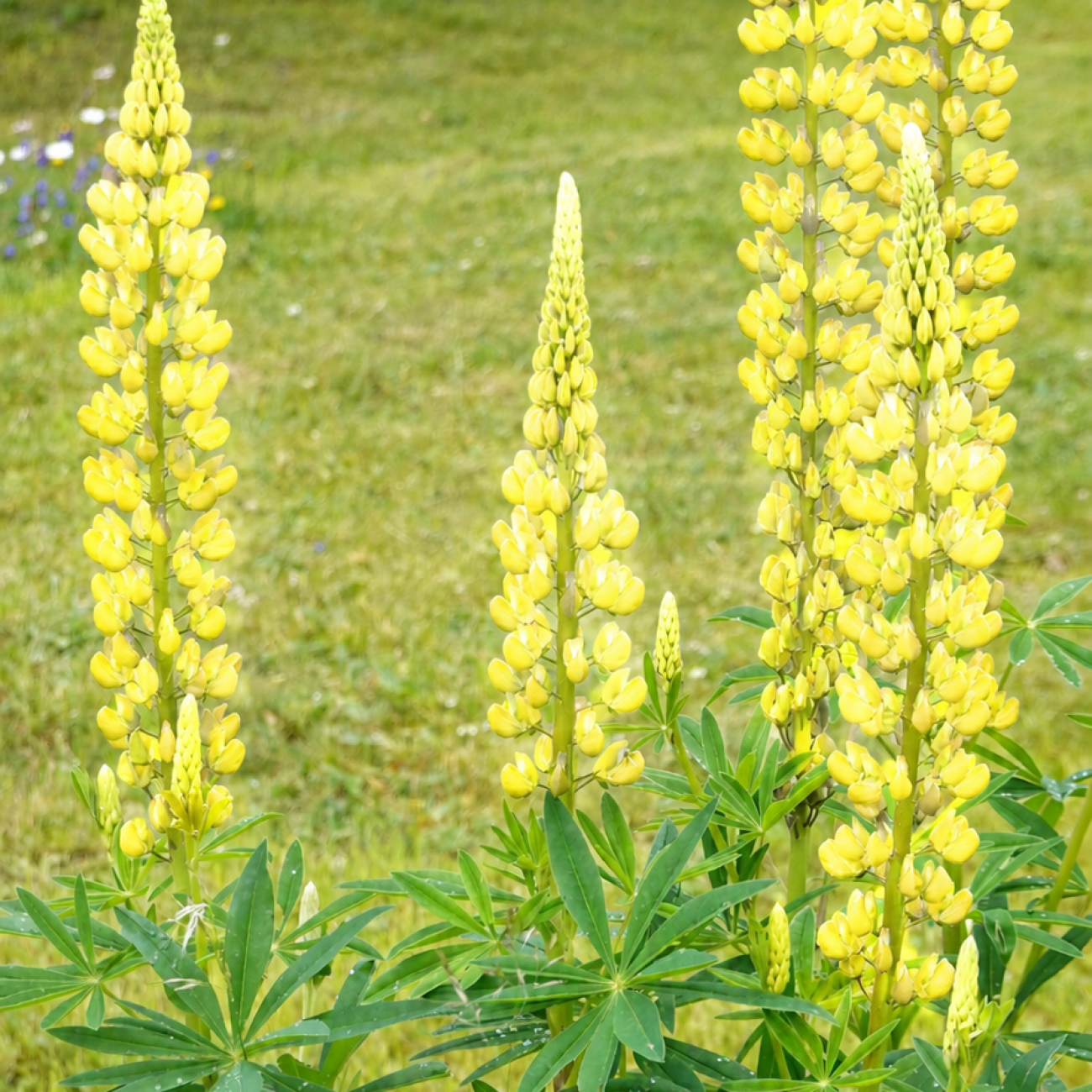 Obrázok Lupina mnoholistá (Lupinus polyphyllus) ´CHANDELIER´ - kont. C1L