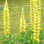 Lupina mnoholistá (Lupinus polyphyllus) ´CHANDELIER´ - kont. C1L