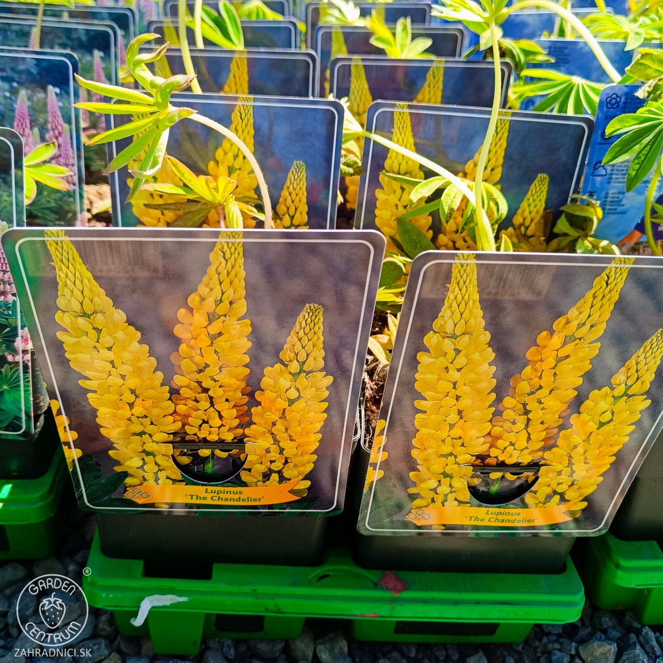 Obrázok Lupina mnoholistá (Lupinus polyphyllus) ´CHANDELIER´ - kont. C1L