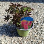 Lupina mnoholistá (Lupinus polyphyllus) ´RED RUM´ - kont. C1L