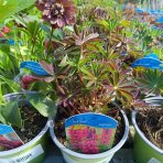 Lupina mnoholistá (Lupinus polyphyllus) ´RED RUM´ - kont. C1L