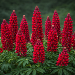 Lupina mnoholistá (Lupinus polyphyllus) ´RED RUM´ - kont. C1L