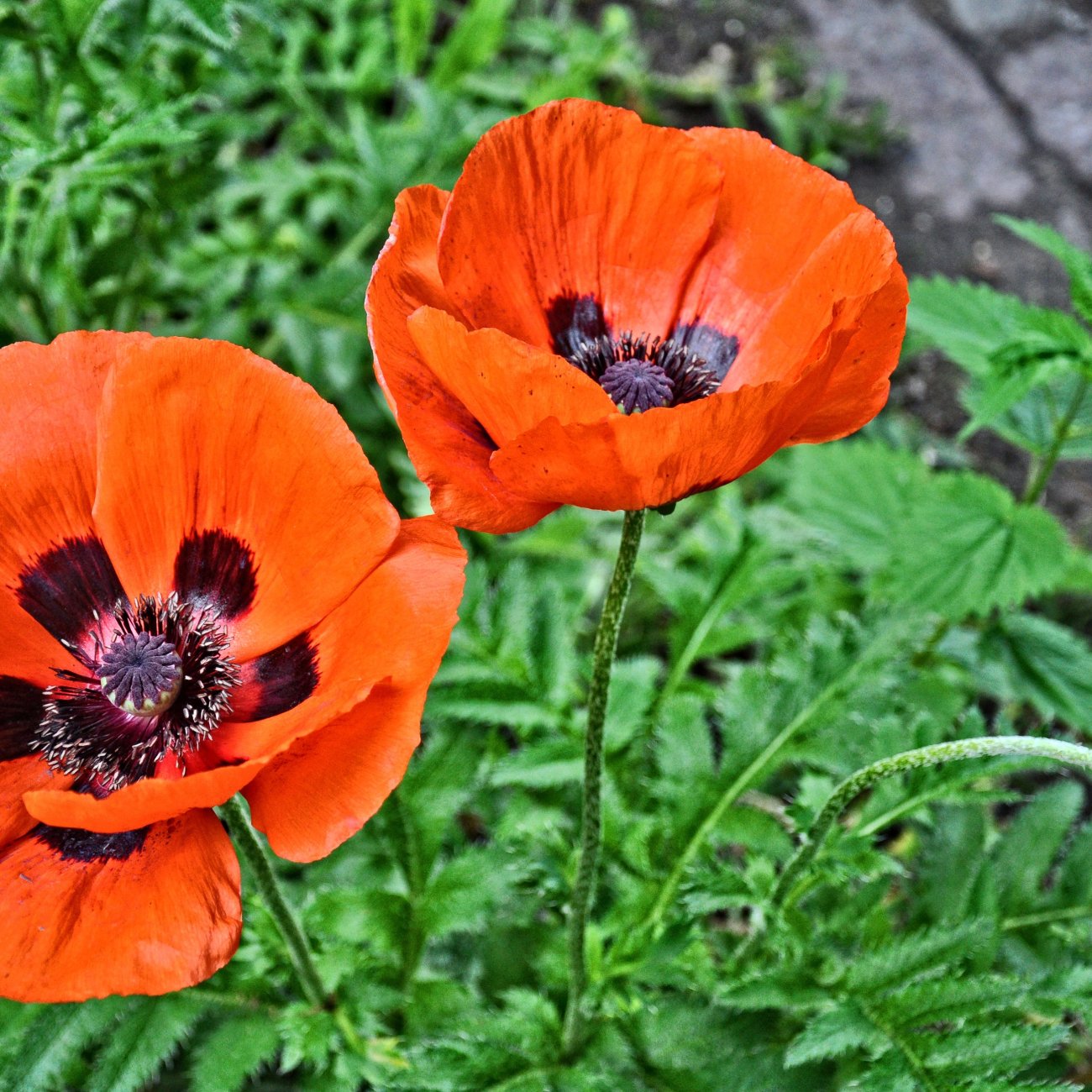 Obrázok Mak islandský (Papaver nudicaule) ´GARTENZWERG´ - kont.P12