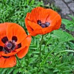 Mak islandský (Papaver nudicaule) ´GARTENZWERG´ - kont.P12