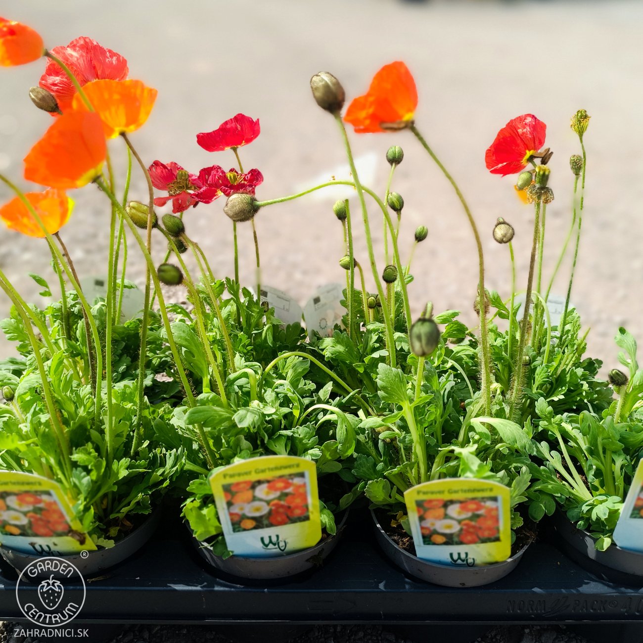 Obrázok Mak islandský (Papaver nudicaule) ´GARTENZWERG´ - kont.P12