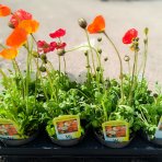 Mak islandský (Papaver nudicaule) ´GARTENZWERG´ - kont.P12
