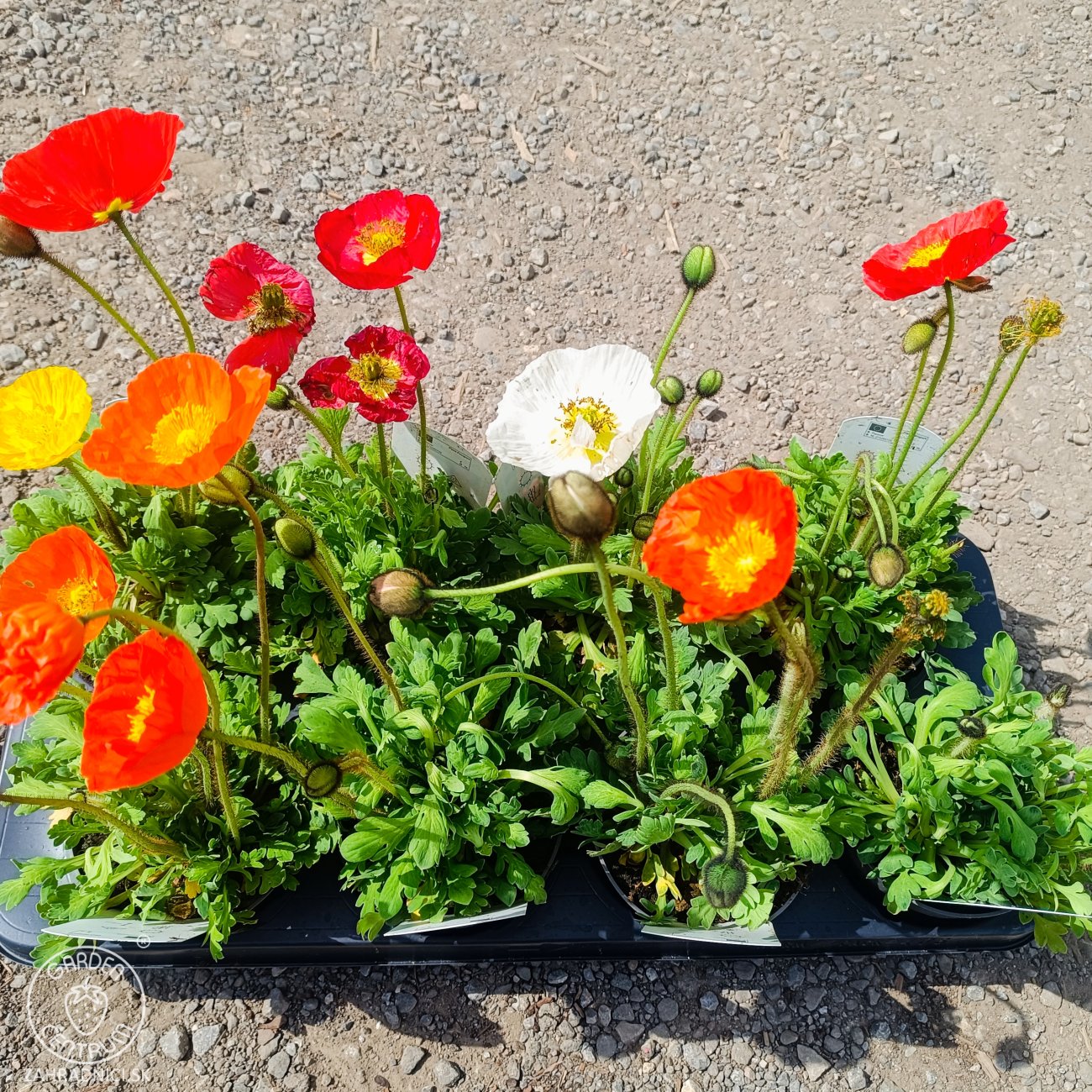 Obrázok Mak islandský (Papaver nudicaule) ´GARTENZWERG´ - kont.P12