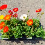 Mak islandský (Papaver nudicaule) ´GARTENZWERG´ - kont.P12