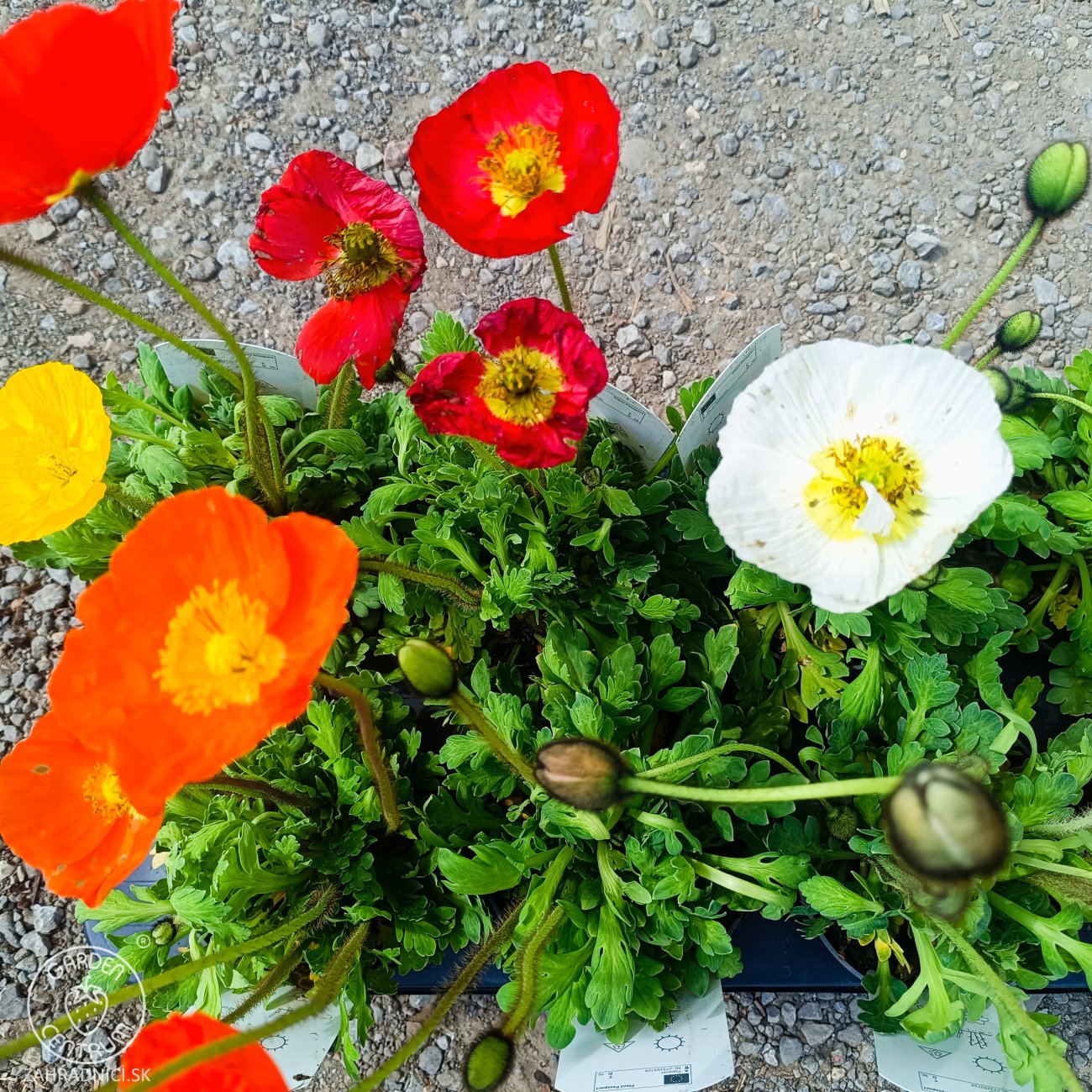 Obrázok Mak islandský (Papaver nudicaule) ´GARTENZWERG´ - kont.P12