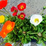 Mak islandský (Papaver nudicaule) ´GARTENZWERG´ - kont.P12