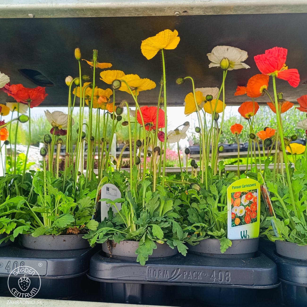 Obrázok Mak islandský (Papaver nudicaule) ´GARTENZWERG´ - kont.P12