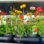 Mak islandský (Papaver nudicaule) ´GARTENZWERG´ - kont.P12