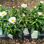 Margaréta veľkokvetá  (Leucanthemum maximum) ‘WESTERN STAR LEO’ – kont. C1,5L