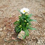 Margaréta veľkokvetá  (Leucanthemum maximum) ‘WESTERN STAR LEO’ – kont. C1,5L