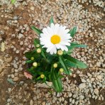 Margaréta veľkokvetá  (Leucanthemum maximum) ‘WESTERN STAR LEO’ – kont. C1,5L