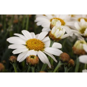 Biela margarétka (Leucanthemum maximum)´POLARIS´ - kont. C1L