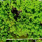 Marulka kocúrnik (Calamintha nepeta) ‘WHITE CLOUD’ - kont. C1L