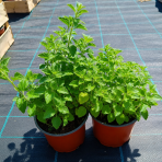 Marulka kocúrnik (Calamintha nepeta) ‘WHITE CLOUD’ - kont. C1L