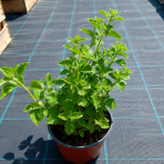 Marulka kocúrnik (Calamintha nepeta) ‘WHITE CLOUD’ - kont. C1L