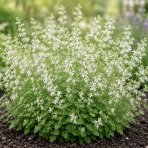 Marulka kocúrnik (Calamintha nepeta) ‘WHITE CLOUD’ - kont. C1L