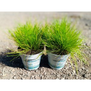 Metlica krivočiara (Deschampsia flexuosa) ‘AMILIME’-  kont. P11
