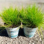 Metlica krivočiara (Deschampsia flexuosa) ‘AMILIME’-  kont. P11
