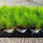 Metlica krivočiara (Deschampsia flexuosa) ‘AMILIME’-  kont. P11