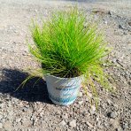 Metlica krivočiara (Deschampsia flexuosa) ‘AMILIME’-  kont. P11