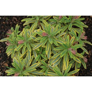 Mliečnik mandľolistý (Euphorbia amygdaloides) ´ASCOT RAINBOW´ kont. C2L