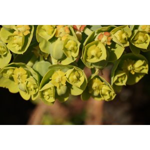 Mliečnik (Euphorbia cyparissias) ´CLARICE HOWARD´ - kont. P9