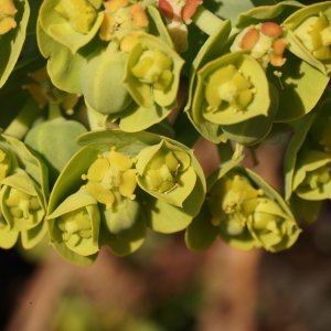 Mliečnik (Euphorbia cyparissias) ´CLARICE HOWARD´ - kont. P9