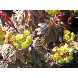 Mliečnik mandľolistý (Euphorbia amygdaloides) ´RUBY GLOW´ kont. C2L