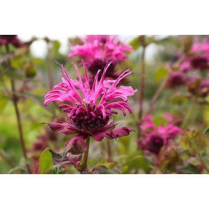Monarda dvojdomá (Monarda didyma) ´CRANBERRY LACE´ - kont.C1L