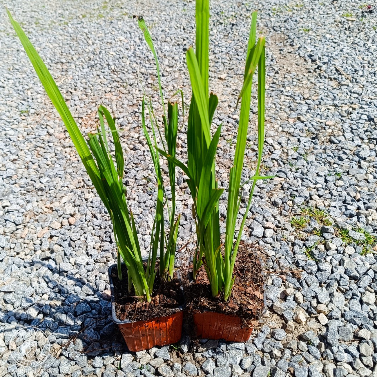 Obrázok Montbrécia (Crocosmia) ´CARMINE BRILLIANT´- kont. P9/P11
