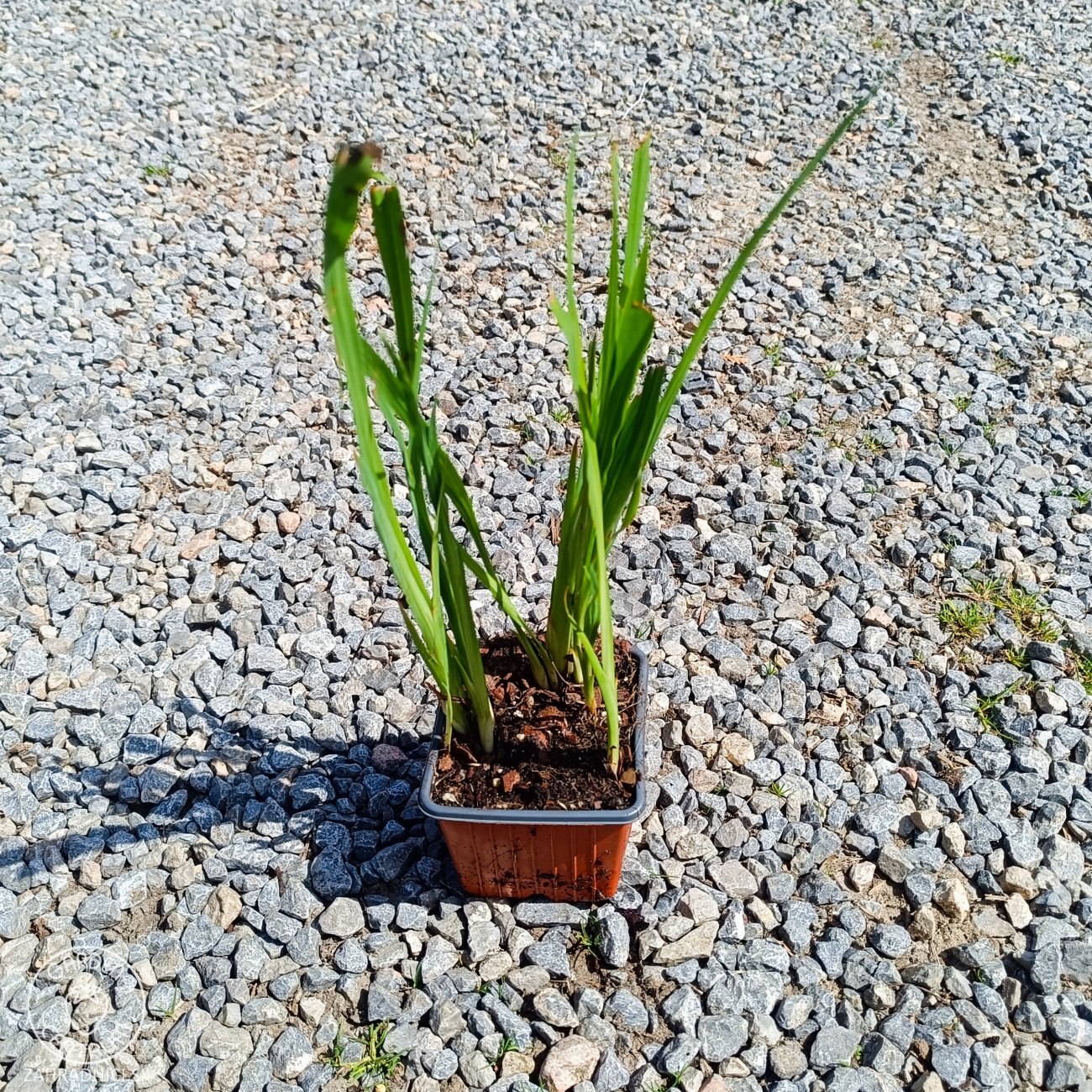 Obrázok Montbrécia (Crocosmia) ´CARMINE BRILLIANT´- kont. P9/P11